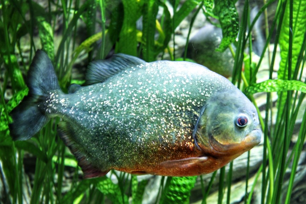 Безжалостная пиранья