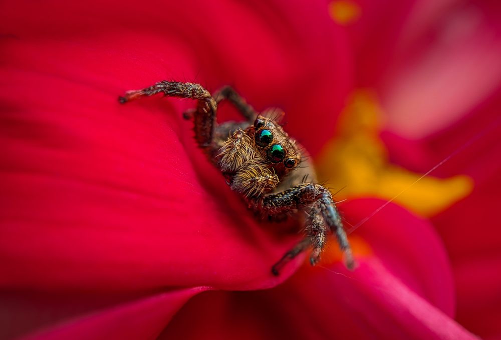 Photograph by Tanvir Ahmed Bhuiyan