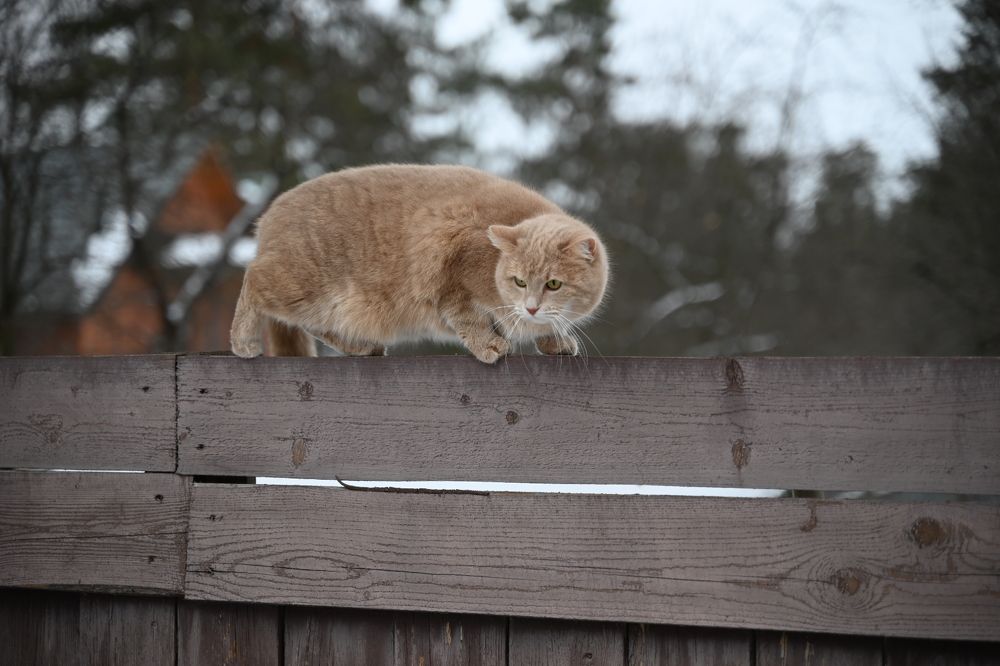 Photograph by Светлана Рубникович