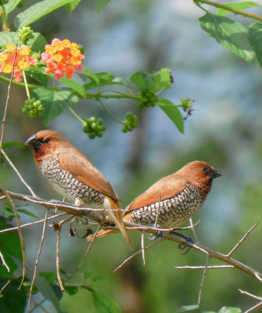 Wildlife
