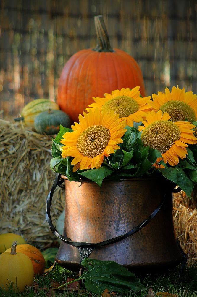 Photograph by Диана Ульянцева