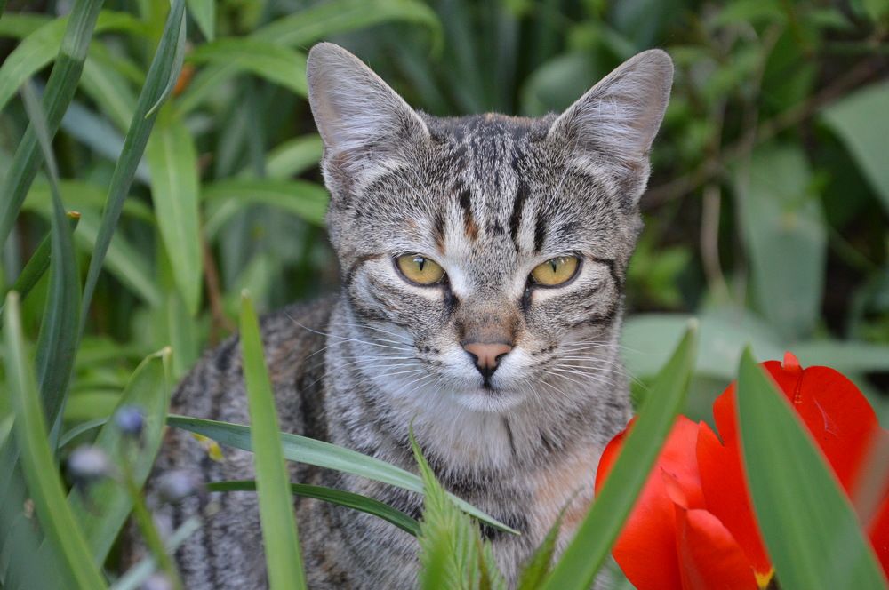 Portrait of a gray cat