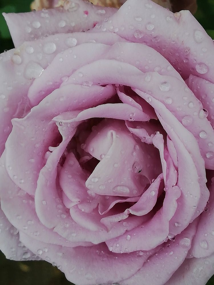 Photograph by Наталья S.