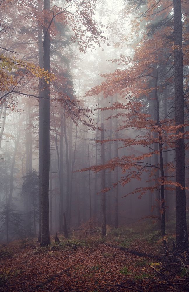 Фотография автора Андрей Жила