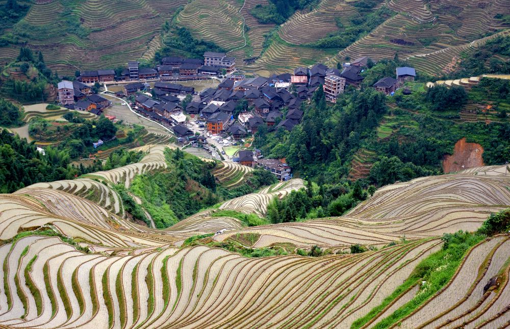 Longji rice terrace