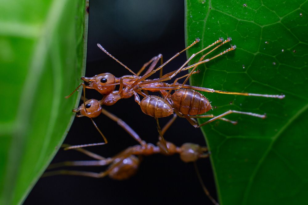 Фотография автора Laddu Sasindu Pramuditha De Silva