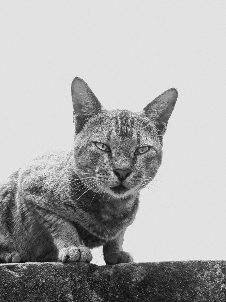Photo #8859713