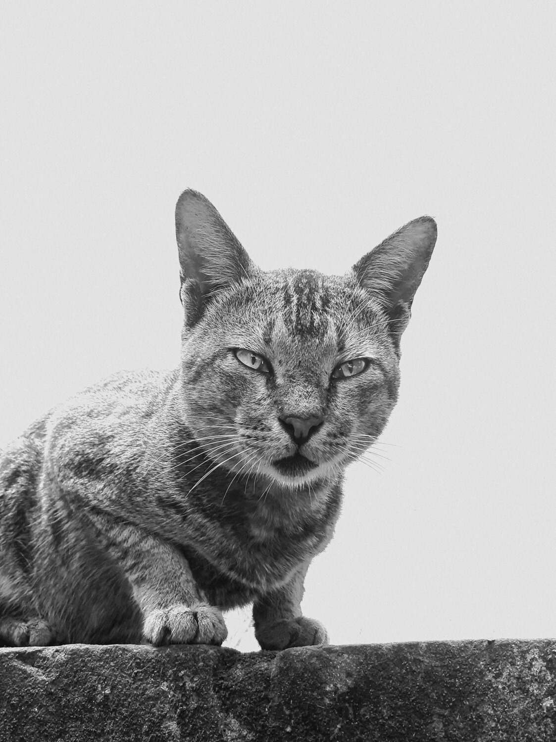 Photo #8859713