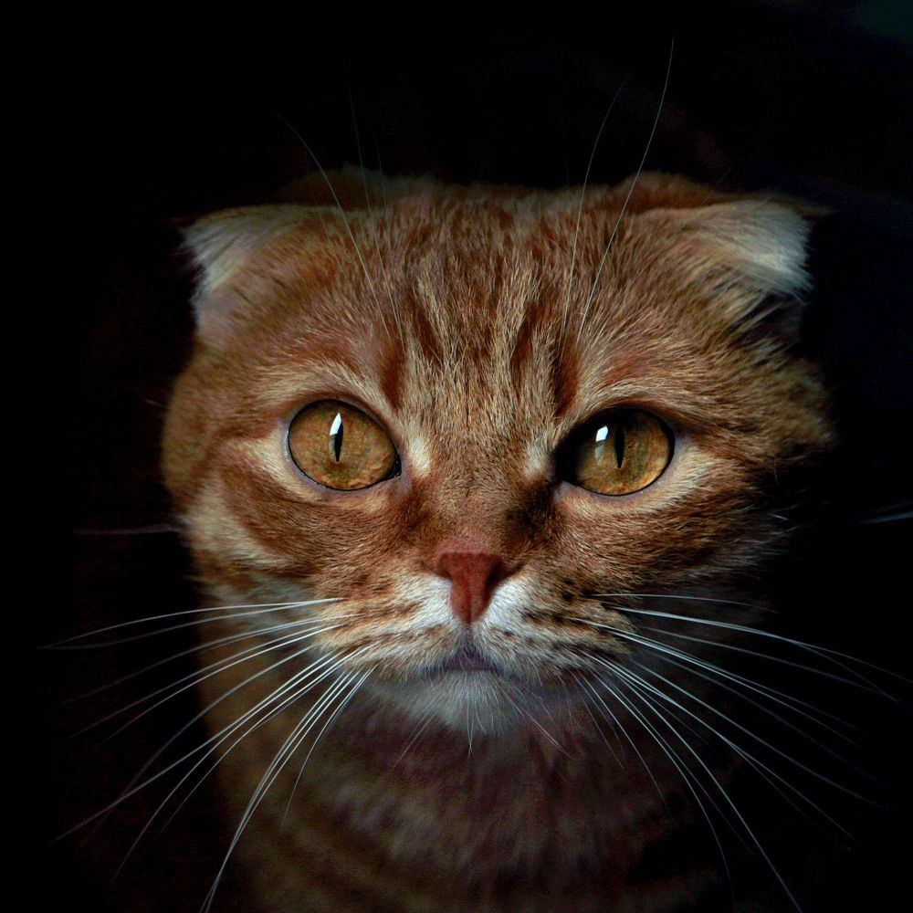 Photograph by Константин Рыбалко