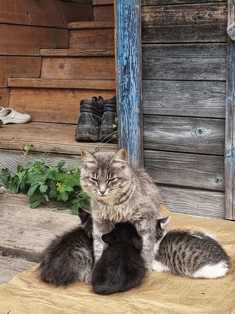 Фотография автора Elvira Cutler