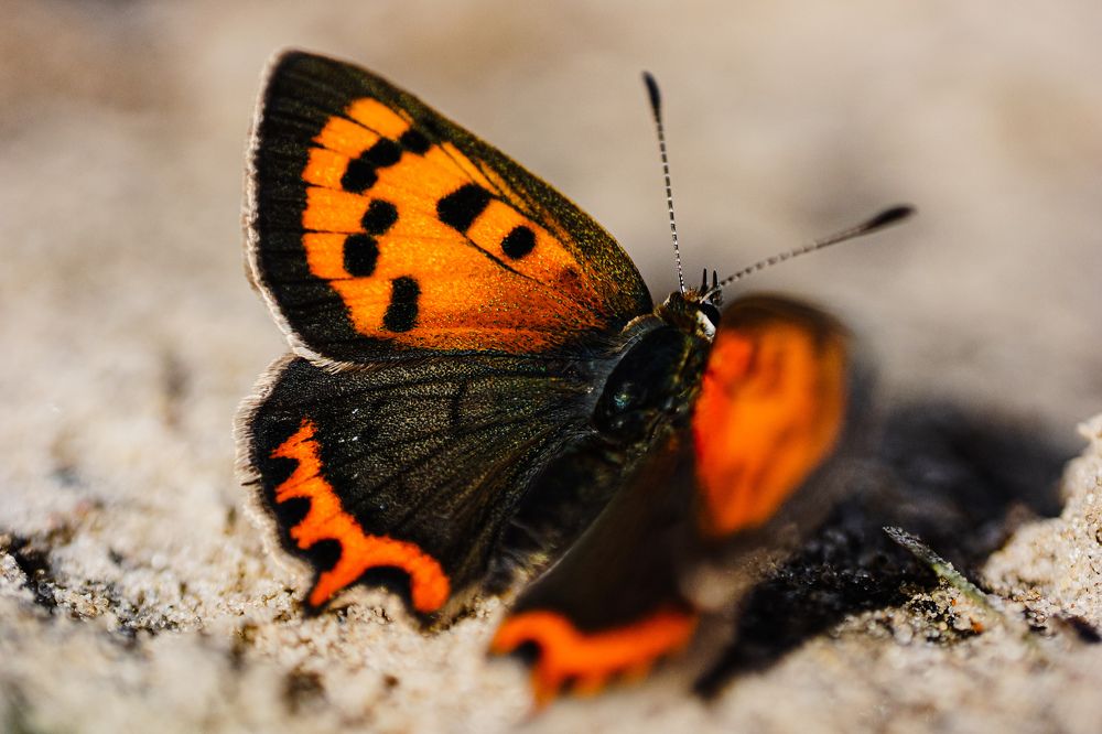 Photograph by Александр Казак