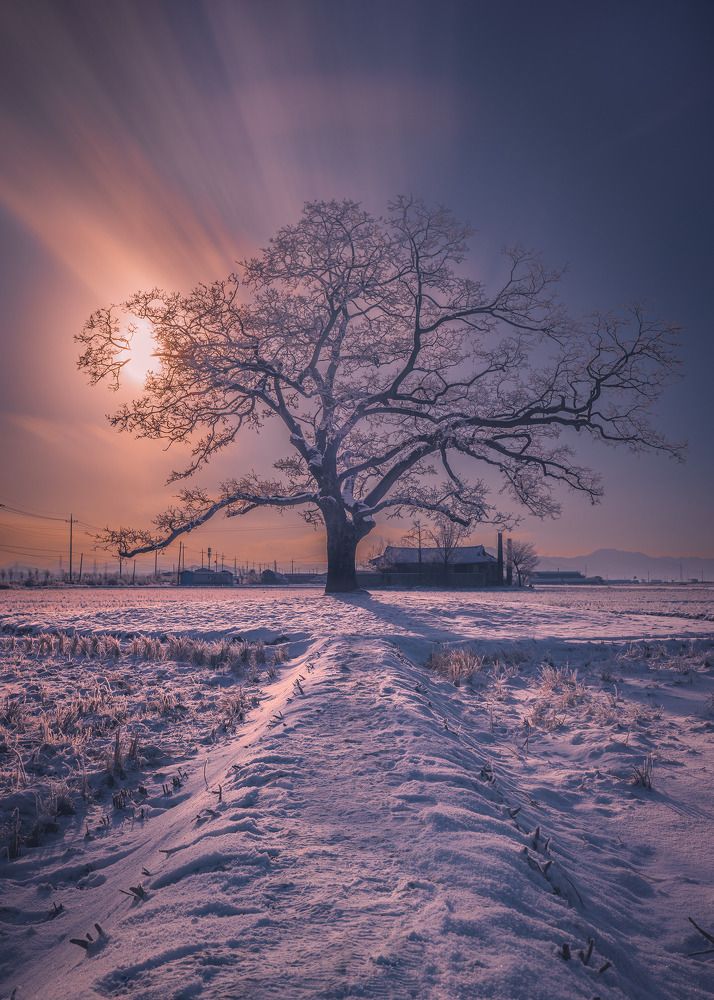 Lonely tree in the snow