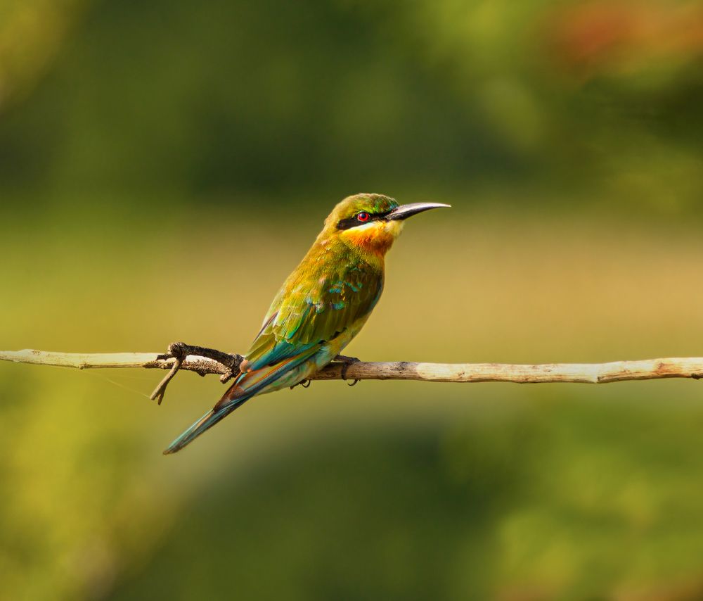 Photograph by G N RAJA