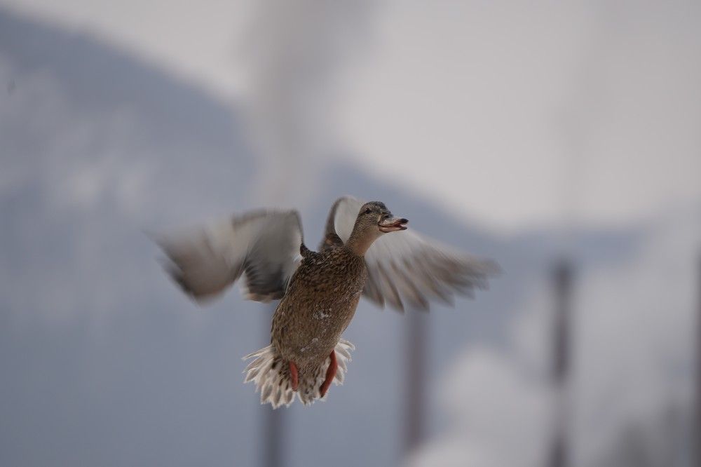 Photograph by Дарья Ринас