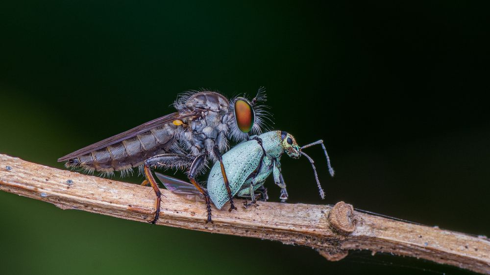 Robberfly with Weevil Kill