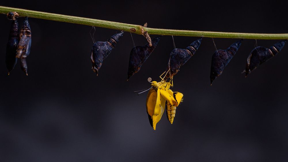 Photograph by VINOD KUMAR V K