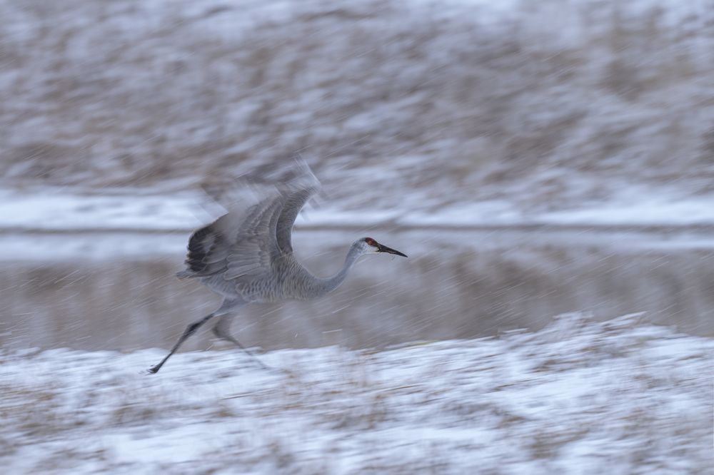 Photograph by Jia Chen