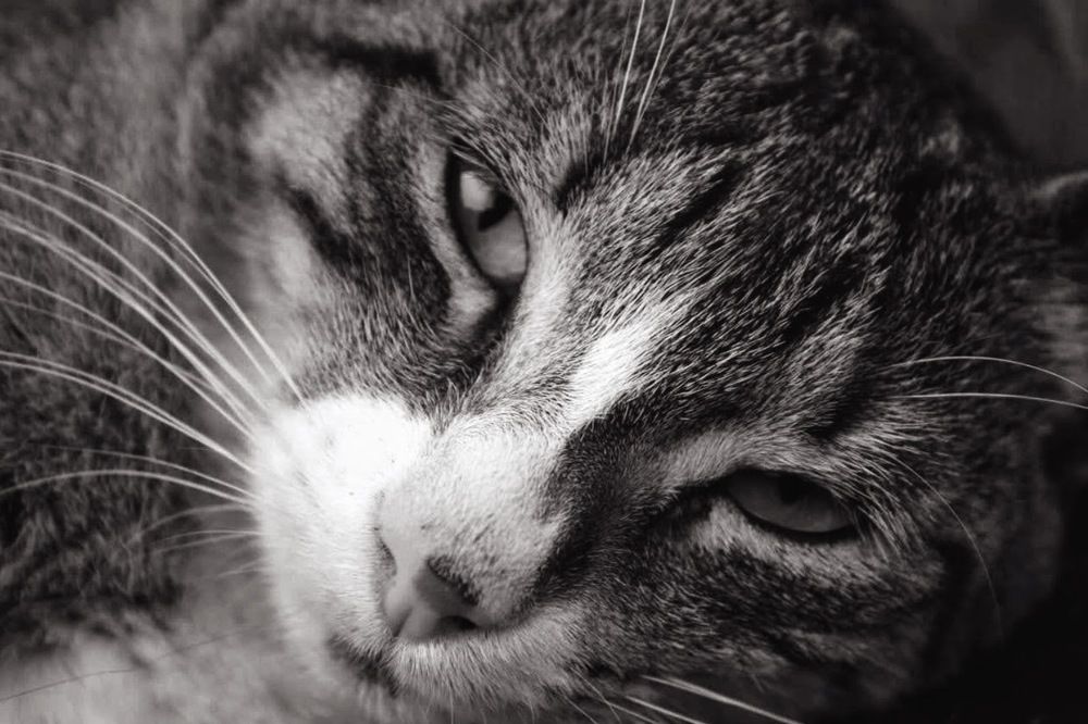 Photograph by Suzana Cakciri