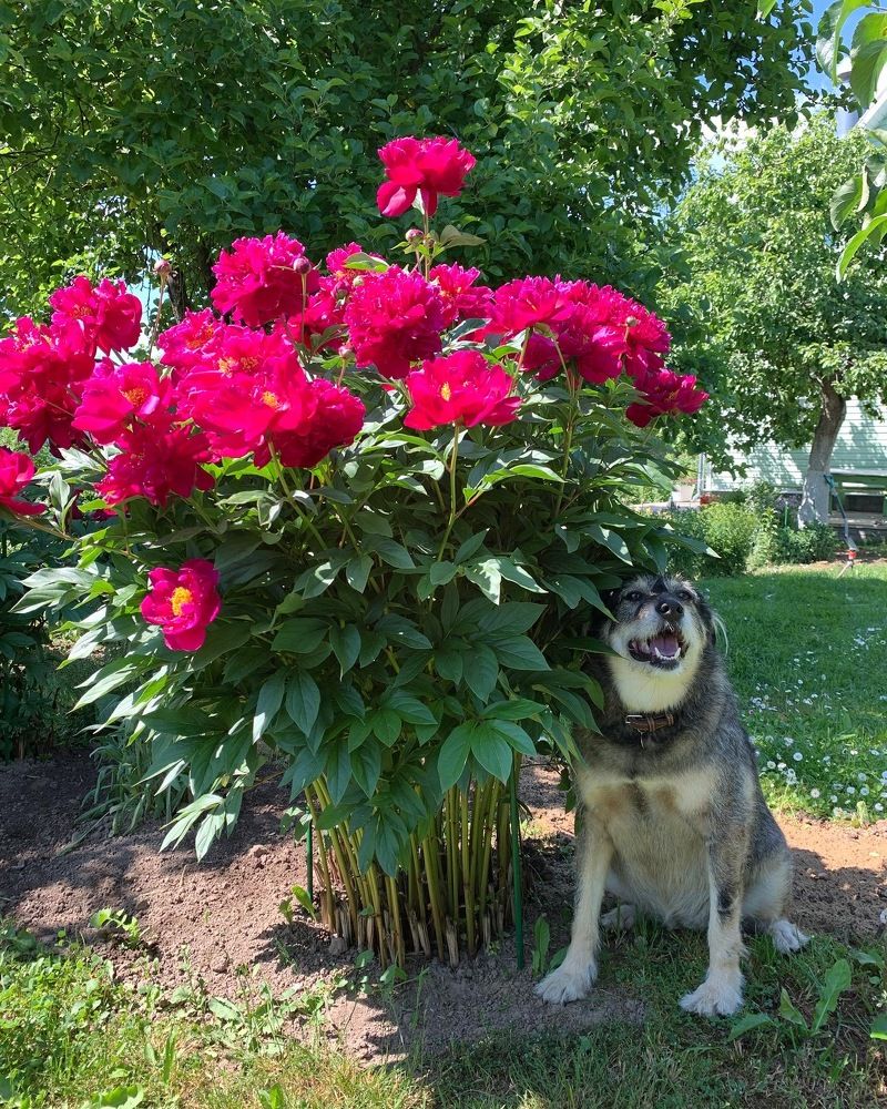 Глаша и пионы
