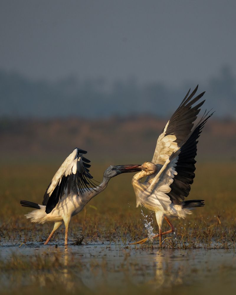 Asian openbill stork territorial fight