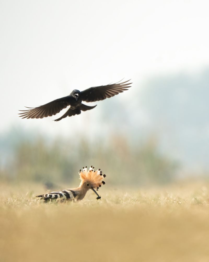Battle between Hoopoe and Black Drongo for food