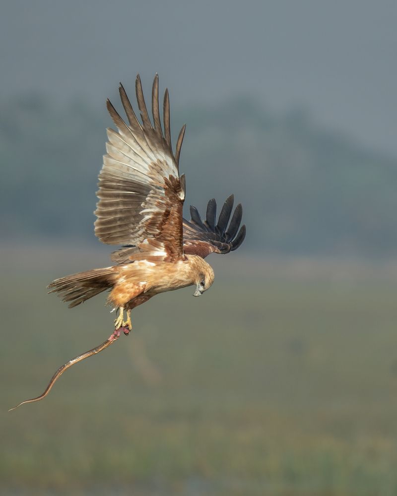 Brahminy kite with Olive keelback Snake catch.