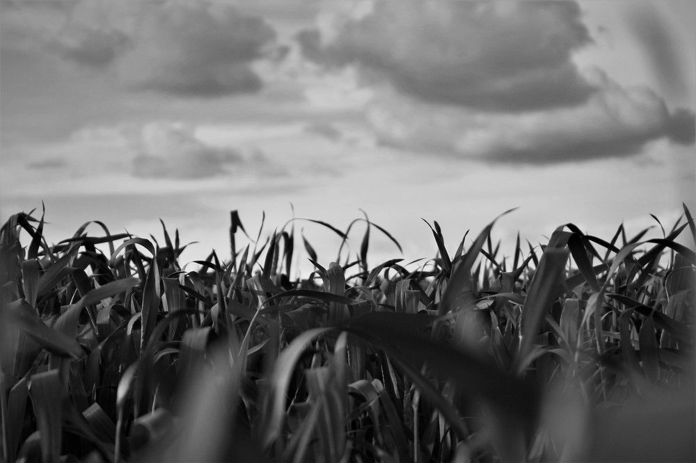 Photograph by Ирина Фатеева