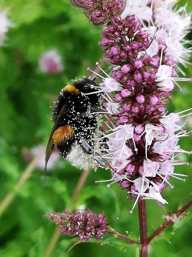 Сладкоежка