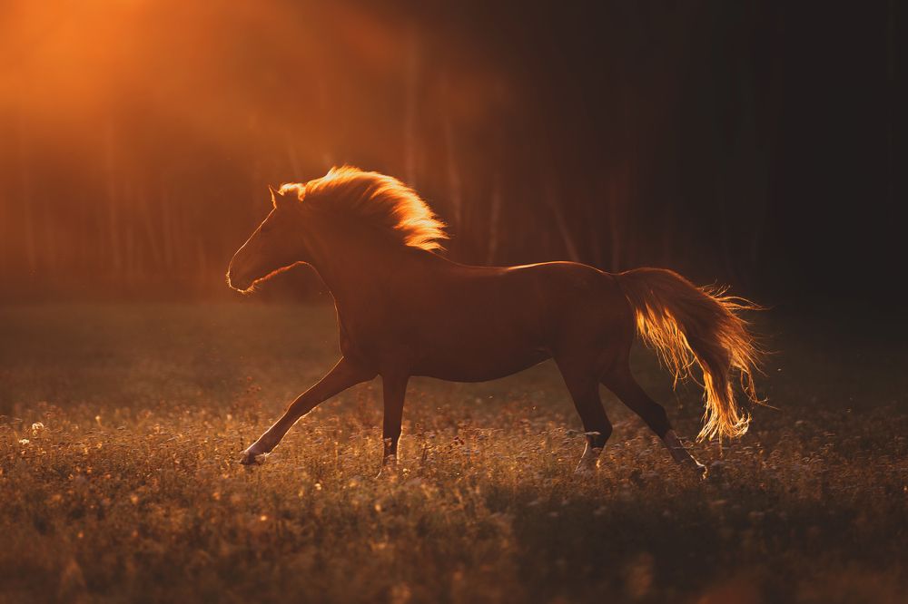 В лучах заката