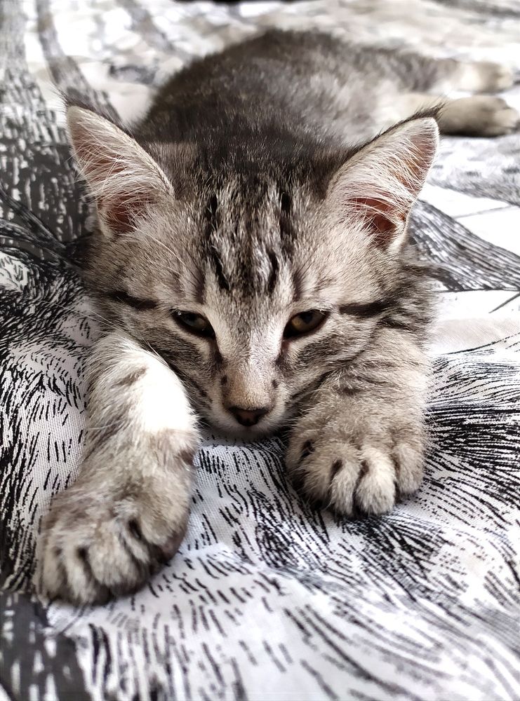 Фотография автора Михаил Кузнецов