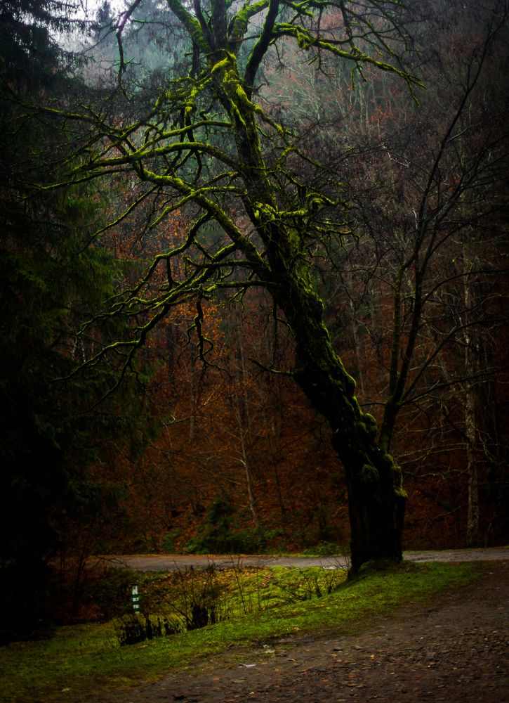 Photograph by Вадим Фаріон