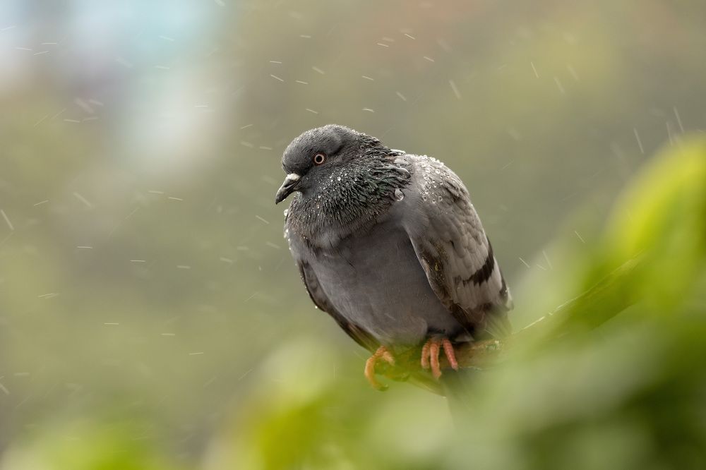 Photograph by Dipanjan Nath