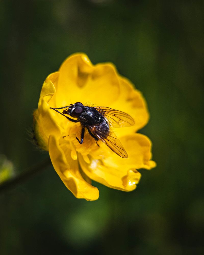 Фотография автора романов олег
