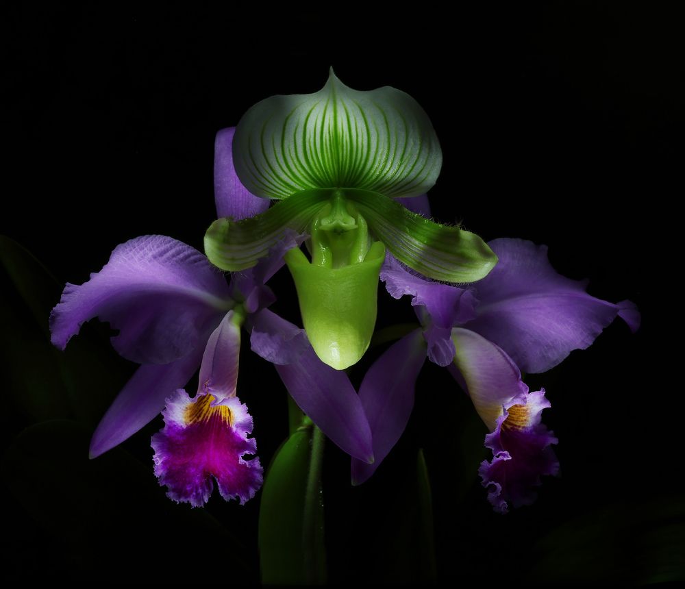 Photograph by Ковалевич А.