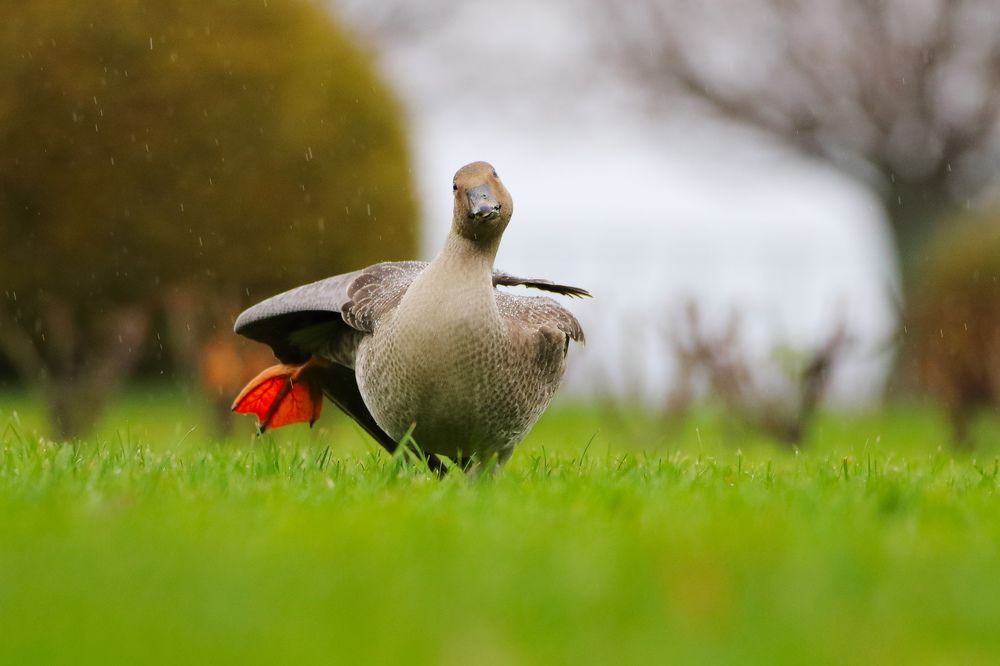Photograph by Ковалевич А.