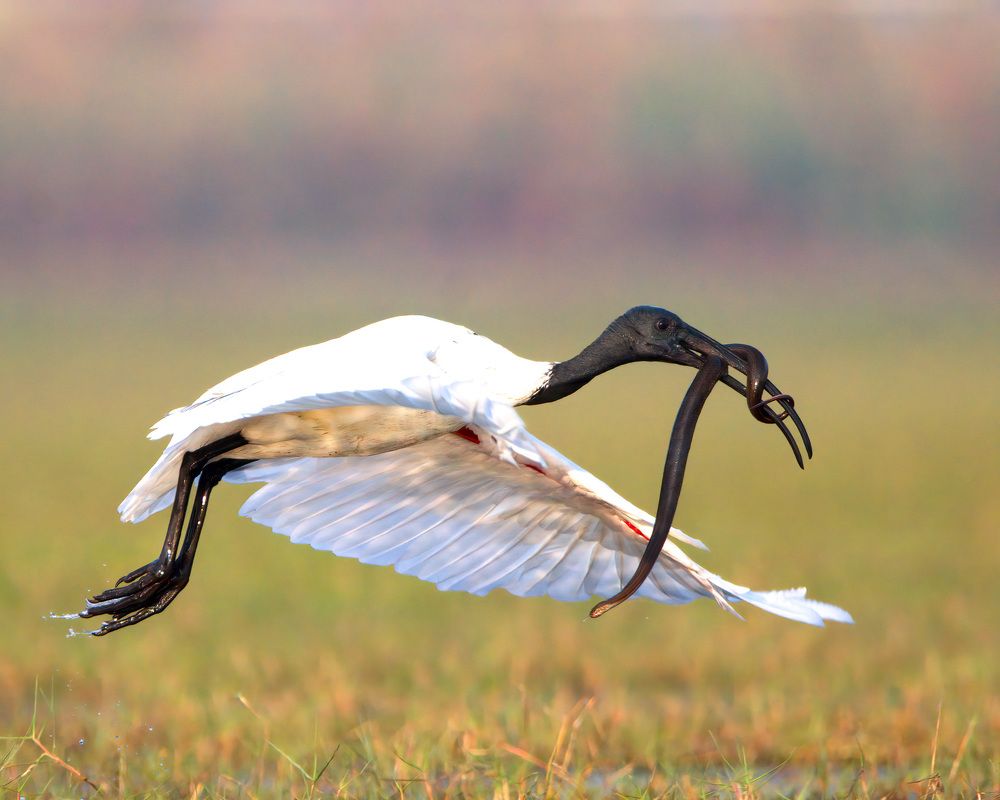 Photograph by Abhishek Manna