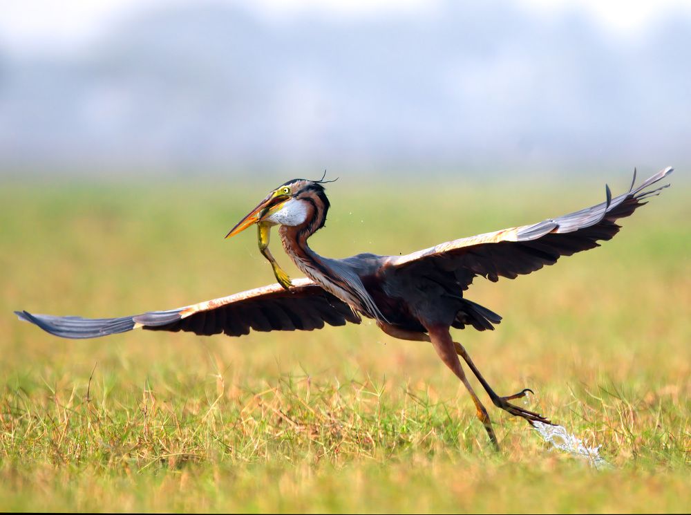 Photograph by Abhishek Manna