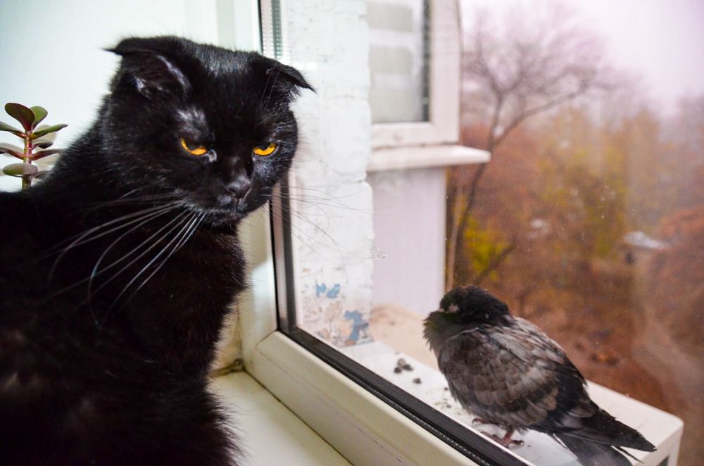 Photograph by Ирина Рыжая