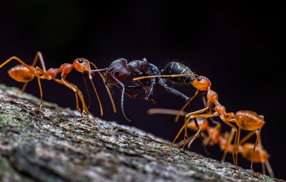 Фотография автора Laddu Sasindu Pramuditha De Silva