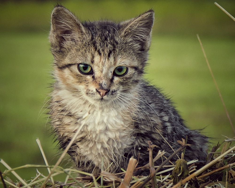 Одиноко одинокий одиночка