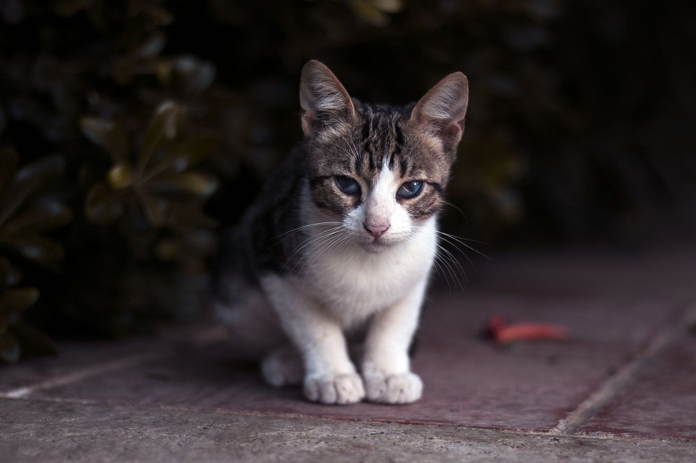 Фотография автора Дмитрий Горбылёв