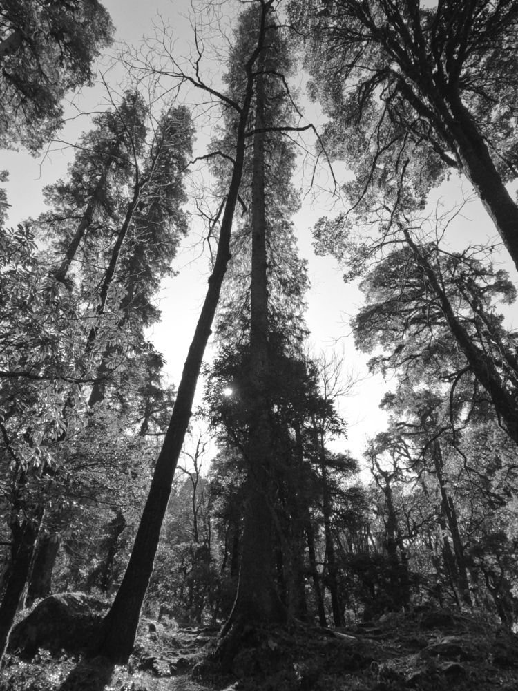 Photograph by Soumyajit Dutta