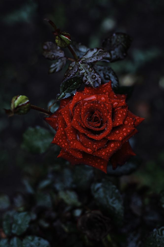 Photograph by Татьяна Гринева