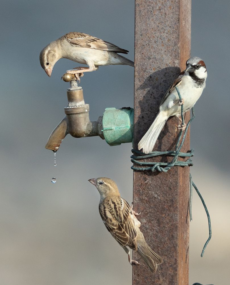 Photograph by Saif Al Maqbali Rashid