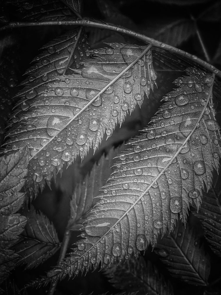 Photograph by Evgenia Privalova