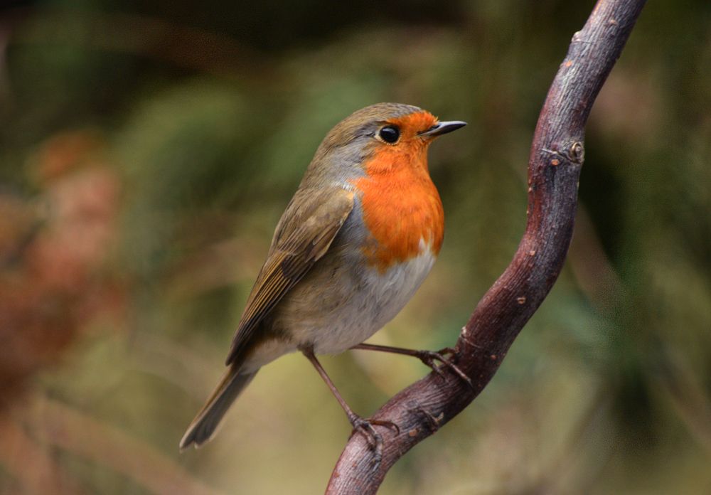 Robin on a branch