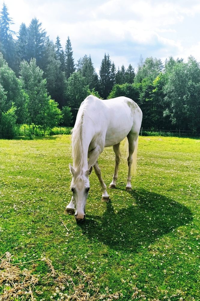 Photo #8862305