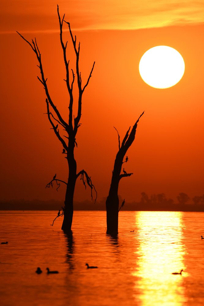 Dead trees at Miramar ( Argentina)