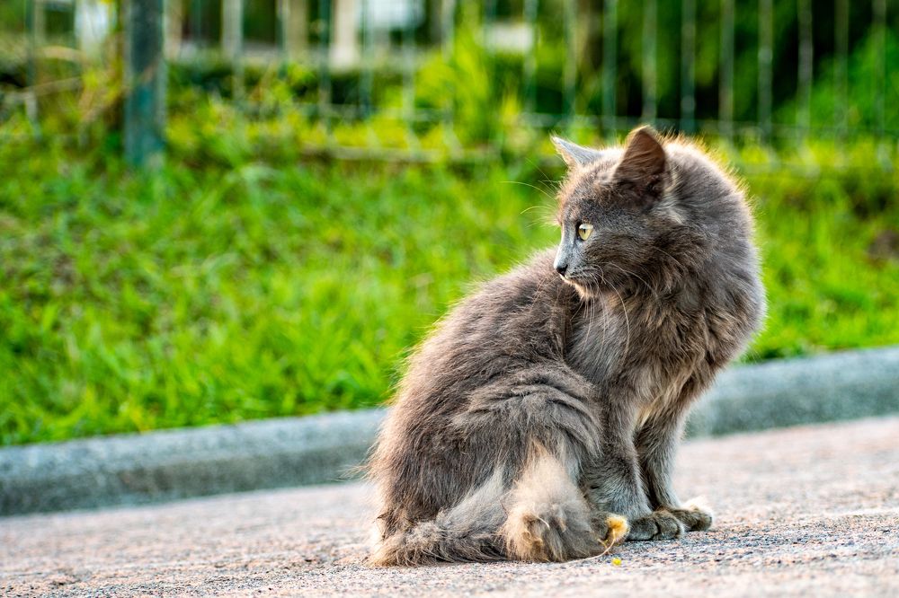 Photograph by FRANCIS VELAYOUDON