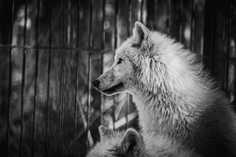 Photograph by Елена Берсенёва